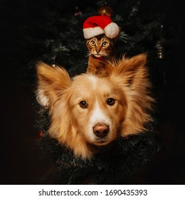 funny mixed breed dog and kitten posing together for christmas