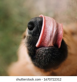 [Image: funny-mixed-breed-dog-licks-260nw-1670722312.jpg]