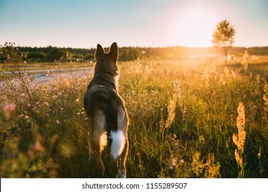 Funny Mixed Breed Dog Walking In Summer Meadow Grass At Sunset Time. Evening Summer Sunlight.
