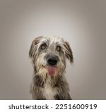 Funny mixed-breed dog sticking tongue out looking at camera. Isolated on gray background