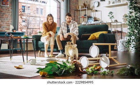 Funny Moment: Pug Dog Runs Away After Ruining Potted Flower by Overturning it and Making Mess in the Whole Apartment. Couple Sitting on Couch with look of Disbelief. Cute Silly Puppy