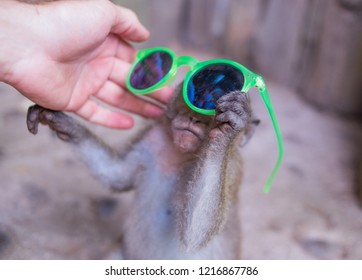 funny monkeys with glasses
