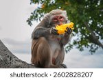 funny monkey eats mango sitting on a tree in the forest in the wild nature