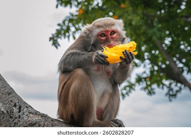 funny monkey eats mango sitting on a tree in the forest in the wild nature