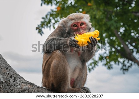 funny monkey eats mango sitting on a tree in the forest in the wild nature