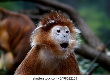 monkey funny face