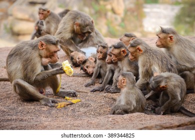 Funny monkey family in ancient Hampi ruins, Karnataka, India