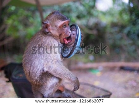 Funny monkey. Monkey looks in the mirror and licks it. A cute monkey lives in a natural forest of Thailand. Wild monkey came to the people to chat and beg for food