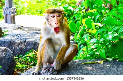 Funny monkey open mouth scene. Monkey open mouth. Funny monkey portrait. Monkey portrait