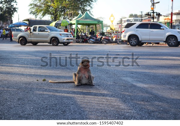 Funny monkey\
sitting in the middle of the road That has cars passing by At Lop\
Buri, Thailand, 15 December\
2019