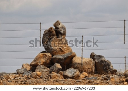 Funny monkey sitting on stone and looking around with natural background,monkeys sitting on metal fence