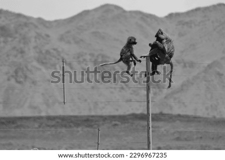 Funny monkey sitting on stone and looking around with natural background,monkeys sitting on metal fence