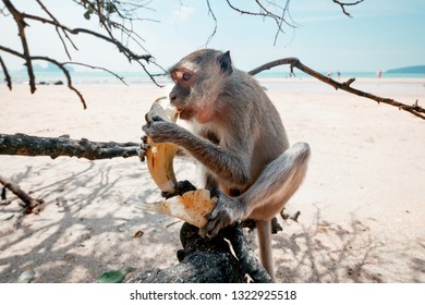 Funny monkey sitting on a tree and eat banana close up. Monkey witn banana on the beach. - Shutterstock ID 1322925518
