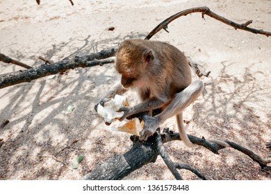 Funny monkey sitting on a tree and eat banana close up. Monkey witn banana on the beach. - Shutterstock ID 1361578448