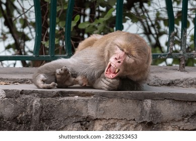 Funny Monkey Yawning Lazily While Lying on Stone Ledge. Close Up Rhesus Monkey Yawning with Open Mouth Exposing Canines