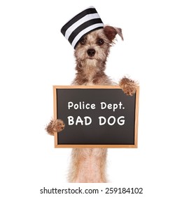Funny Mugshot Image Of A Bad Dog Wearing A Prisoner Hat Holding A Booking Sign