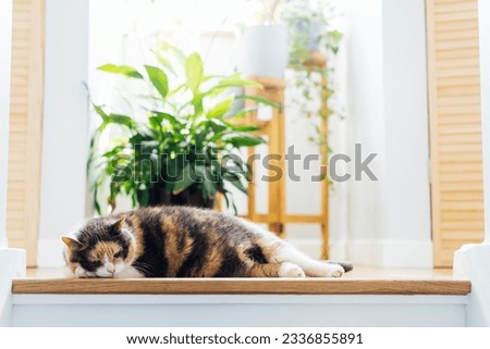 Image, Stock Photo Staircase with cat