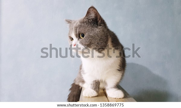 munchkin cat grey and white