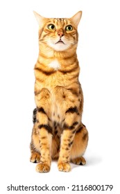 Funny muzzle of a Bengal cat, dumbfounded look. Vertical shot.