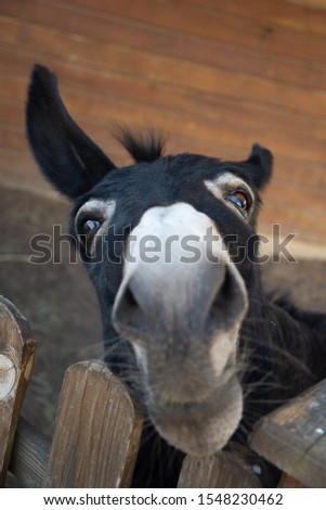 Funny muzzle of dark donkey appealingly looking on you from behind
contact zoo fence