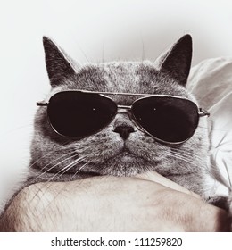 Funny Muzzle Of Gray British Cat In Sunglasses Closeup