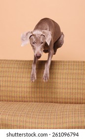 Funny Naughty Dog Jumping Over The Couch In Action