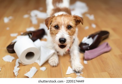 Funny naughty playful puppy smiling and playing with chewed shoes, socks, and toilet paper. Pet dog training. Separation anxiety.