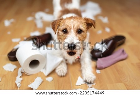 Funny naughty playful puppy smiling and playing with chewed shoes, socks, and toilet paper. Pet dog training. Separation anxiety.