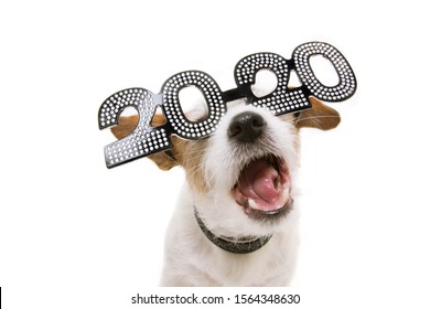 Funny New Year Dog Wearing 2020 Text Glasses. Isolated On White Background.
