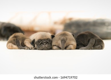 Newborn Pugs Images Stock Photos Vectors Shutterstock