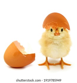 Funny newborn chick with broken egg shell on head conceptual scene just born
