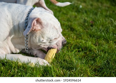 Funny Nice White American Bulldog Dog Is Eating Corn On Nature