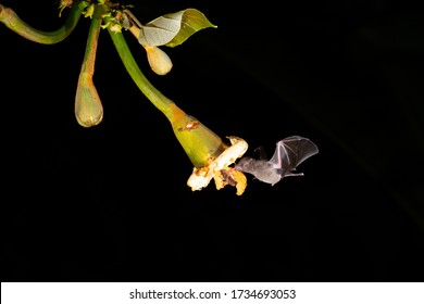 Funny Night Bat Feeding Sweet Nectar