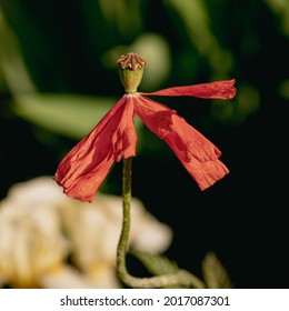 Funny Original Shaped Poppy Flower. End Of Blossom, Petals Are Old, Fresh Green Seed Container. Blurry Natural Background