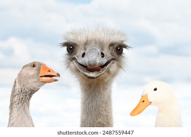 Funny ostrich, goose, and duck against a cloudy sky