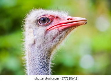 Funny Ostrich Head Closeup With Big Eye And Pink Beak With Green Background And Selective Focus