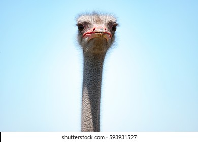 Funny Ostrich Head Isolated