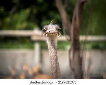 Funny Ostrich Looking At The Camera