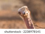 Funny ostrich looking at me