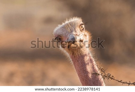 Funny ostrich looking at me