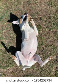 Funny Overhead View Of Little White Dog On Back Rolling In The Grass Holding Stick In Paws On A Sunny Day 