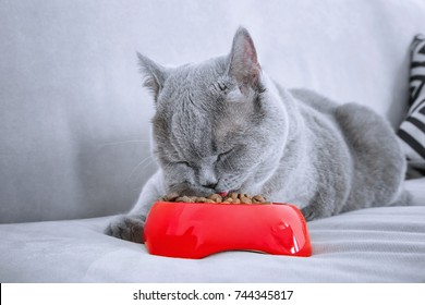 Funny Overweight Cat Eating While Lying On Sofa At Home