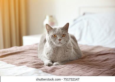 Funny Overweight Cat Lying On Bed At Home