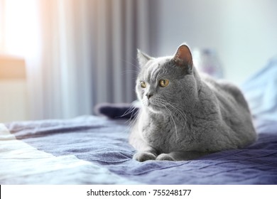 Overweight Cat Images Stock Photos Vectors Shutterstock