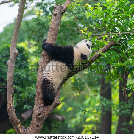Funny panda bear in tree