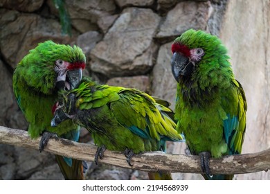 Funny Parrots Talking To Each Other