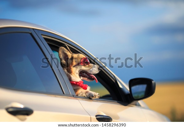 funny passenger puppy\
dog red Corgi in the sunscreen glasses quite sticks out his face\
with his tongue out of the car window and looks forward to the road\
during the trip