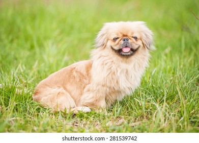 Funny Pekingese Dog Smiling