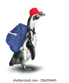 Funny Penguin With Backpack And Baseball Cap. 