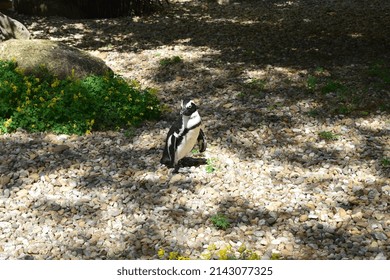 Funny Penguin At Budapest Zoo